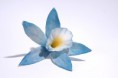 /album/marcipanove-kvety/dsc09020-h-jpg/