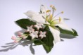 /album/marcipanove-kvety/dsc09031-h-jpg/
