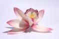 /album/marcipanove-kvety/dsc09037-h-jpg/